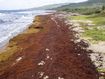 Record amounts of 'killer' seaweed choking once-pristine shores