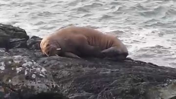 An Arctic walrus has been spotted off the coast of Ireland.