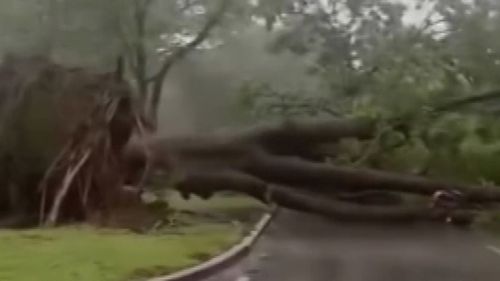 Árvores caíram por toda a cidade graças aos fortes ventos e à chuva do ciclone Fina em Darwin.