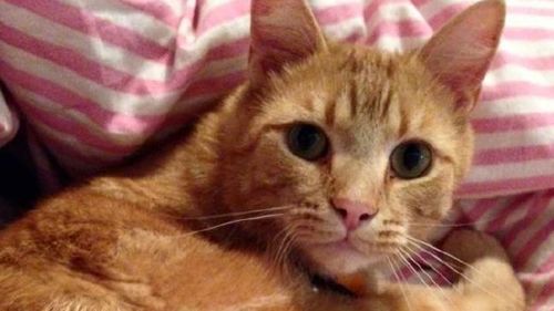 George the cat was fatally shot with arrows. (Supplied)