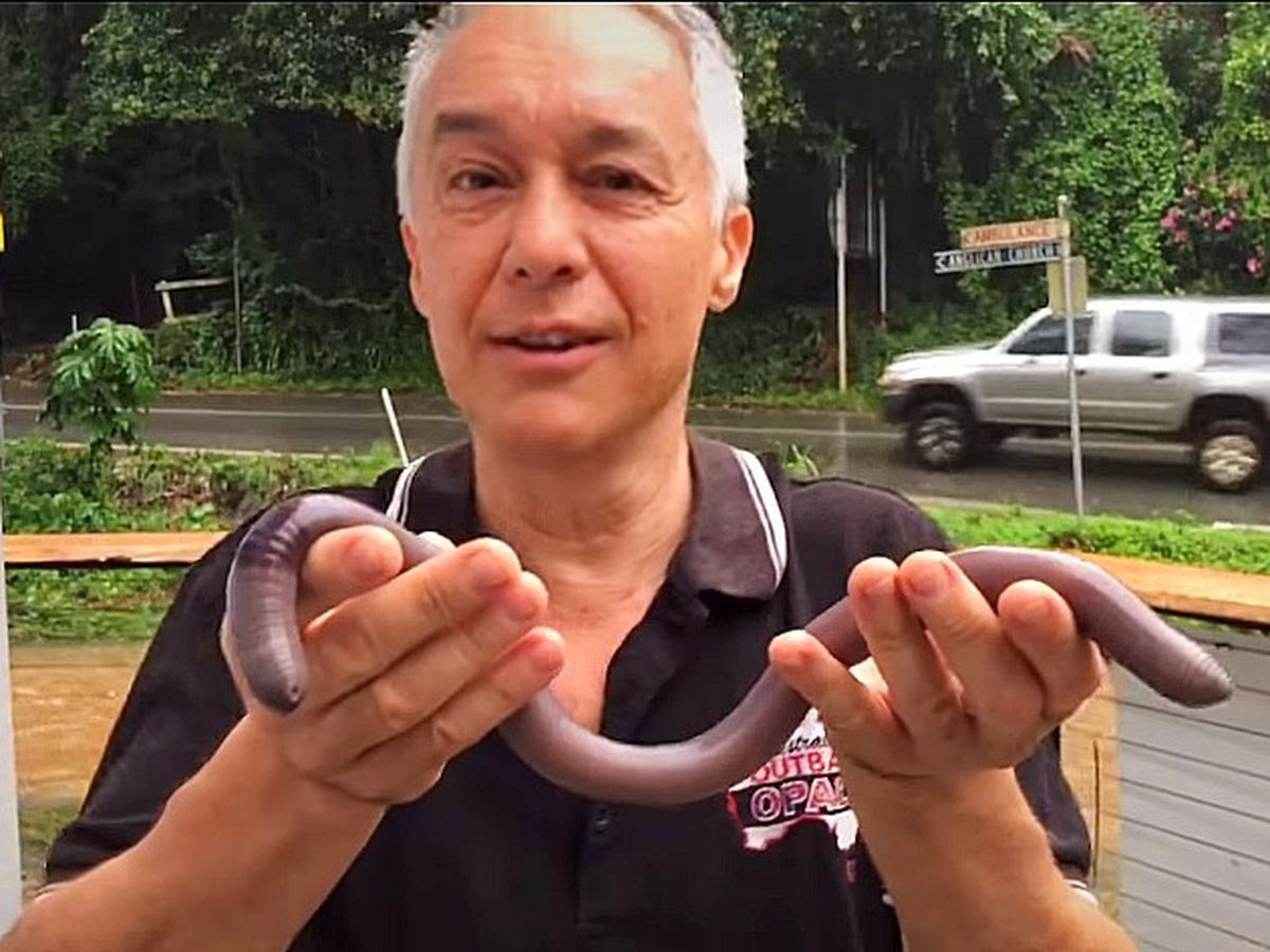 Massive earthworm unearthed during Queensland rainfall