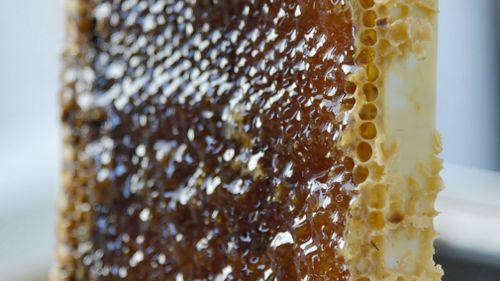 Cars and mining to blame for lead-contaminated honey in Sydney and Broken Hill