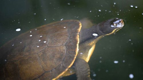 Turtle nabbed by biosecurity after hitching plane ride to Tasmania