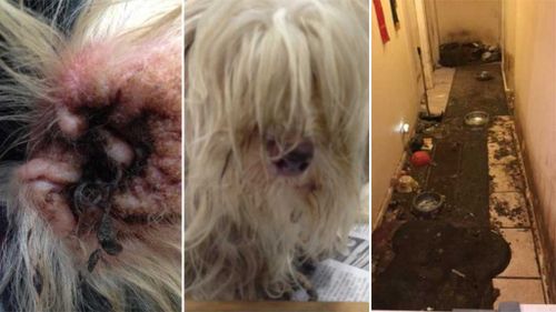 Animal cruelty exposed in shocking photographs of NSW puppy farm