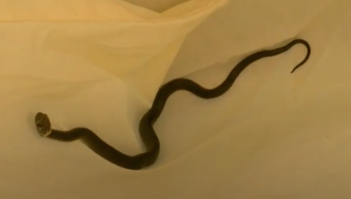 Baby snake found in Aldi lettuce bag returned to Queensland after interstate trip 