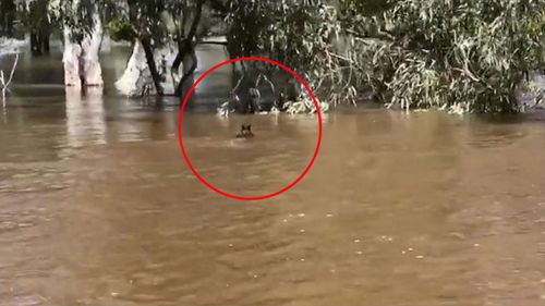 The wallaby was swimming through the flooded Lachland River in Forbes.