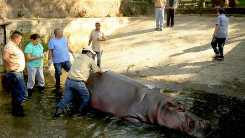 El Salvador zoo in hot water over making up savage hippo bashing story