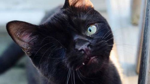 Pirate cat takes off on social media after being adopted from an animal shelter