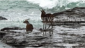 Two deer are stuck on a beach in North Wollongong after being startled on a nearby dog beach this morning.