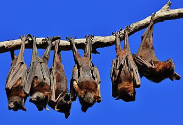 Which term denotes bats as an order of mammals?