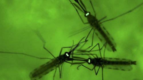 A new breakthrough could lead to a malaria vaccine.