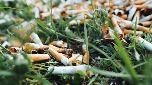 South Australian law proposes tobacco companies pay for and clean up cigarette litter