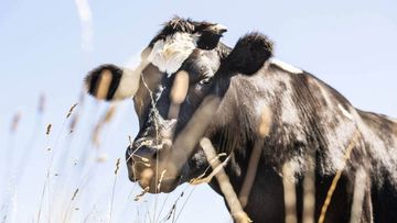 New Zealand man killed by 900kg bull nicknamed 'Big Boy'