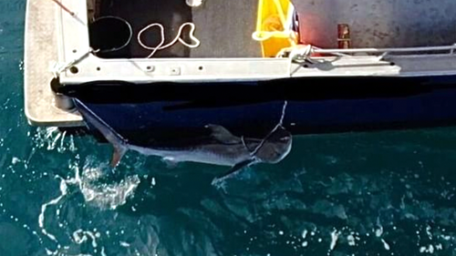 The large tiger shark is seen tied to the back of the boat off Tamarama and Bronte in Sydney's eastern suburbs.