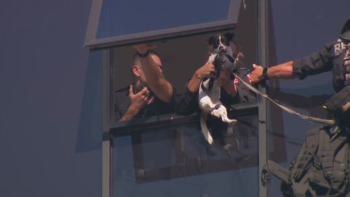 Elbie il Jack Russell è stato salvato dal cornicione del 13° piano degli appartamenti Meritan a Dee Why, sulle spiagge settentrionali di Sydney.
