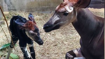 Rare and endangered okapi born at Cincinnati Zoo