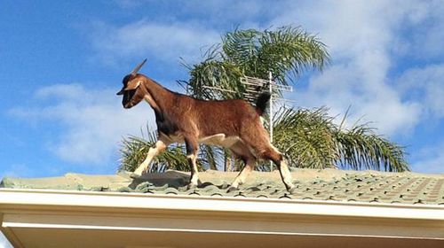 Sandra the goat stages roof protest