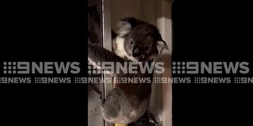 The friendly marsupial hung around for a few hours. (9NEWS)