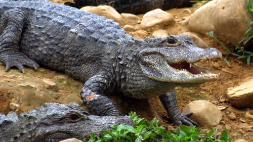 Nearly 100 alligators escape from farm amid China floods