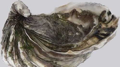 South Australia Health has issued an emergency order to recall raw pacific oysters.