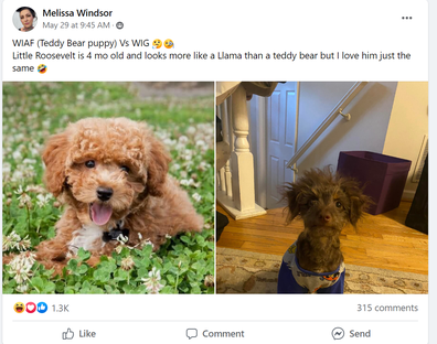 Facebook user shares expectation vs reality photos of her shichon puppy