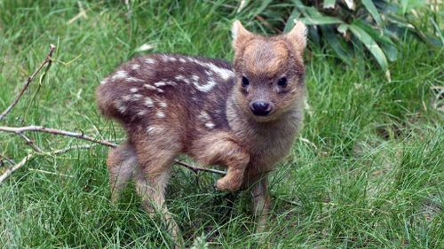 World’s smallest deer steals hearts at Queens Zoo