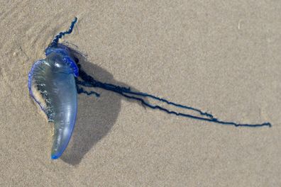 Blue Bottle Jellyfish and long tentacle