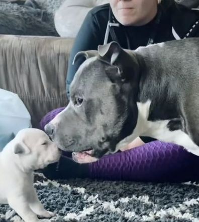 Devoted Pitbull dad