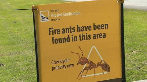 Fire ants Queensland