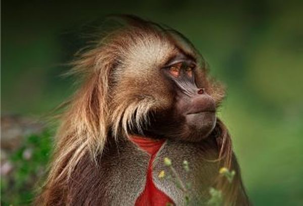 David Attenborough's Africa