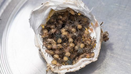 An "extraordinarily rare" opening of a Sydney funnel-web spider egg sac has been caught on camera by the Australian Reptile Park.