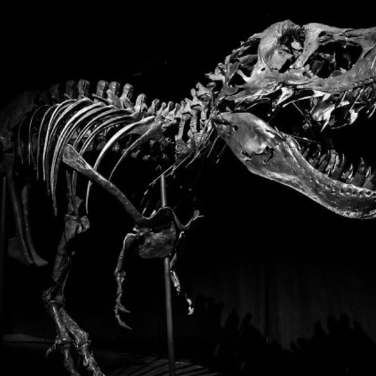 Stan the T-rex: Buyer of world's most expensive fossil revealed after  record auction