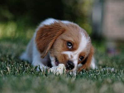 Stock image of a puppy in a yard.
