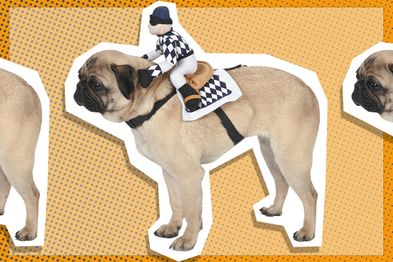 9PR: Zack & Zoey Show Jockey Saddle Dog Costume