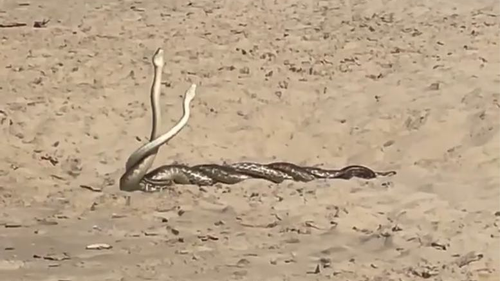 These two amorous male pythons were competing to mate with a female.