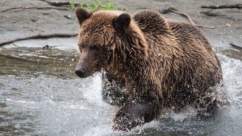 The Bella Coola area is known for its grizzly bears.