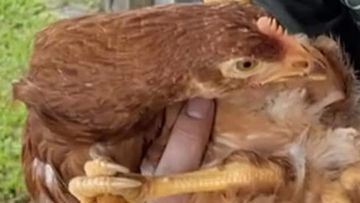 The four-legged chicken has found a new home.