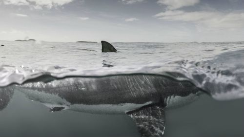 The great white had an intimidating size. (Mike Coots/Caters)