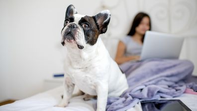 Girl lying on the bed with her small dog and using laptop in morning