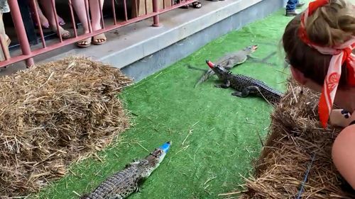 Northern Territory pub races crocodiles for Melbourne Cub day.