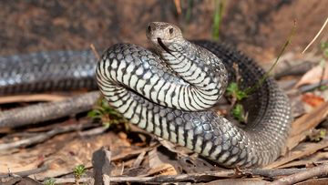 The French backpacker is believed to have been bitten by an eastern brown snake.