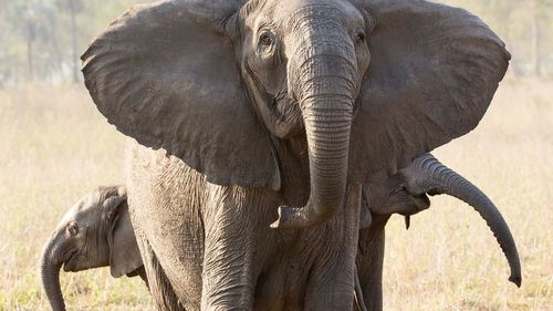 A tuskless elephant matriarch with her two calves in the Gorongosa National Park in Mozambique. 
