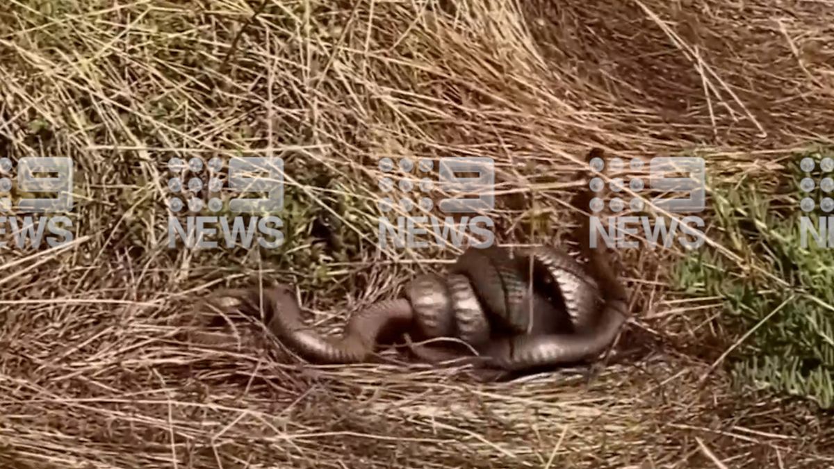 Hair-Raising Video Captures Two Huge Venomous Snakes Fighting