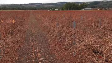A South Australian grape grower claims they have been sabotaged after a vital drain on their vineyard was stuffed with dirt and cement.