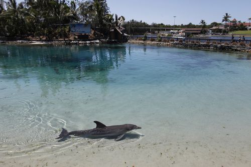 World Animal Protection argues the enclosures do not sufficiently match the marine environment.