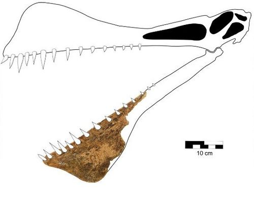 This graphic is a reconstruction of the skull of Thapunngaka shawi.