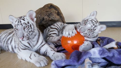 White tiger cubs arrive on Gold Coast