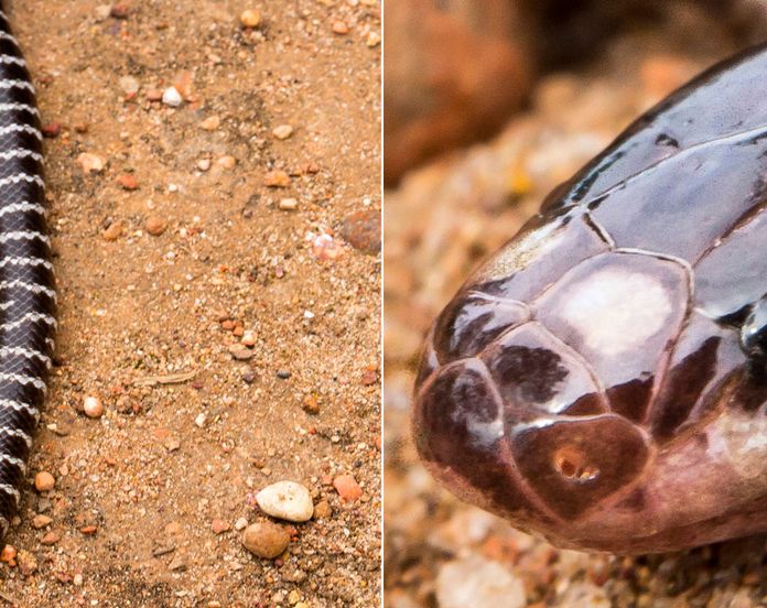 Speedy new species of snake uncovered in Australia, Newsroom