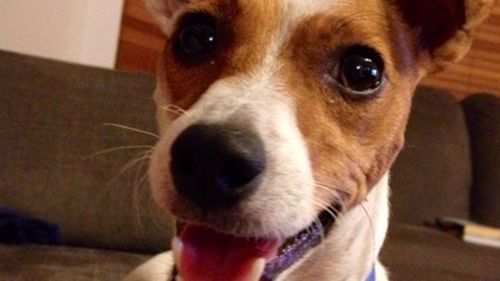 Pet dog killed after Western Australia home invasion