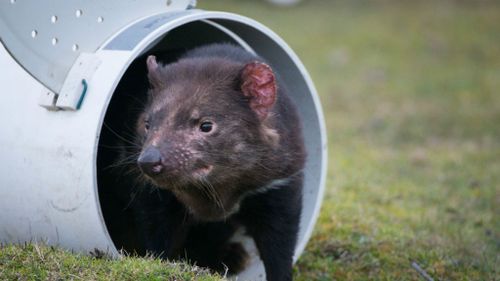 Tasmanian devils face new battleground in wild